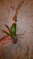 Лот: 5444877. Фото: 2. орхидея мини-фаленопсис(отцвела... Комнатные растения и уход