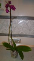 Лот: 3907408. Фото: 2. орхидея фаленопсис №51. Комнатные растения и уход