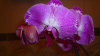 Лот: 5614501. Фото: 5. Орхидея фаленопсис F42