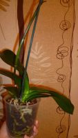Лот: 5415634. Фото: 2. Орхидея фаленопсис F32(отцвела... Комнатные растения и уход