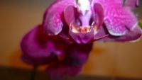 Лот: 5692115. Фото: 2. Орхидея фаленопсис F50(отцвела... Комнатные растения и уход