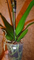 Лот: 4770435. Фото: 7. Орхидея фаленопсис Н5(отцветает...