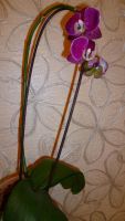Лот: 4556521. Фото: 2. орхидея фаленопсис F10 (отцвела... Комнатные растения и уход