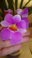Лот: 4634094. Фото: 5. орхидея мильтония (Мильтония...