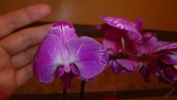 Лот: 5614501. Фото: 6. Орхидея фаленопсис F42
