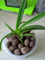 Лот: 20536751. Фото: 3. Японские орхидеи neofinetia falcata. Растения и животные