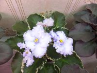 Лот: 1536386. Фото: 2. Фиалка Lavender Swirls - лист. Комнатные растения и уход
