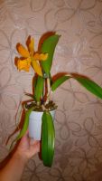 Лот: 4619582. Фото: 4. орхидея каттлея (желтая). Красноярск