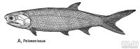 Лот: 16249593. Фото: 4. Ископаемая лучепёрая рыба-палеониск...