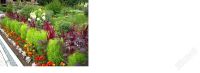 Лот: 1889975. Фото: 2. Кохия - "Летний кипарис" рассада. Семена, рассада, садовые растения