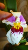 Лот: 5852384. Фото: 2. орхидея Мильтония (Miltonia)-отцвела. Комнатные растения и уход