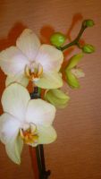 Лот: 6502338. Фото: 4. орхидея фаленопсис желтая цветёт... Красноярск