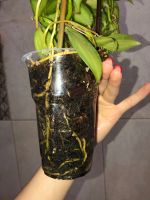 Лот: 14760034. Фото: 4. Орхидея Ваниль вариегатная. Vanilla... Красноярск