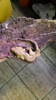 Лот: 5945523. Фото: 2. Ресничный геккон бананоед (рептилии... Животные и уход