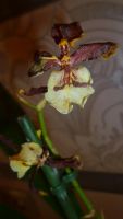 Лот: 5217929. Фото: 2. орхидея колманара-Colmanara Jungle... Комнатные растения и уход