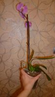 Лот: 5173796. Фото: 7. орхидея фаленопсис 011( отцветает...