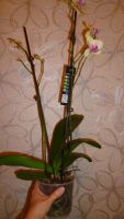 Лот: 4440198. Фото: 3. орхидея фаленопсис( Phal. Tropical... Растения и животные