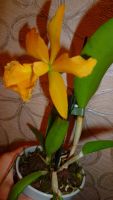 Лот: 4619582. Фото: 6. орхидея каттлея (желтая)