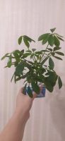 Лот: 14281314. Фото: 3. Schefflera Nora. Молодые растения... Растения и животные