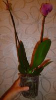 Лот: 4771511. Фото: 2. Орхидея фаленопсис Н15 (Surf Song-отцветает... Комнатные растения и уход