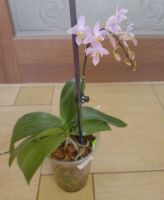 Лот: 22157131. Фото: 2. Орхидея Фаленопсис Эквистр "Mauve... Комнатные растения и уход