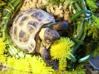 Лот: 2032130. Фото: 2. Среднеазиатская черепаха, Сухопутная... Животные и уход
