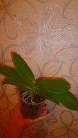 Лот: 6487557. Фото: 5. орхидея-фаленопсис желтый с розовой...