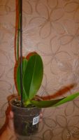 Лот: 5706229. Фото: 7. Орхидея фаленопсис F56(отцвела...