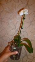 Лот: 5710167. Фото: 4. Орхидея фаленопсис F60(отцветает... Красноярск