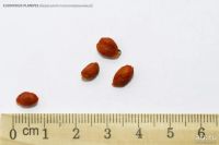Лот: 18203682. Фото: 2. Бересклет Европейский семена 40шт. Семена, рассада, садовые растения