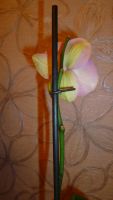 Лот: 4771511. Фото: 4. Орхидея фаленопсис Н15 (Surf Song-отцветает... Красноярск
