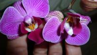 Лот: 4654934. Фото: 5. орхидея фаленопсис миди Реrceval