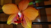 Лот: 4880318. Фото: 2. орхидея фаленопсис ( Queen Nina... Комнатные растения и уход