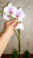 Лот: 4519891. Фото: 6. орхидея фаленопсис Е3(reyk javik...