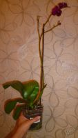 Лот: 5692115. Фото: 5. Орхидея фаленопсис F50(отцвела...