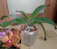 Лот: 21726282. Фото: 6. Орхидея фаленопсис "Golden Treasur...