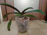 Лот: 21726282. Фото: 3. Орхидея фаленопсис "Golden Treasur... Растения и животные