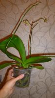 Лот: 4544937. Фото: 3. Орхидея фаленопсис ( Phal. Tropical... Растения и животные