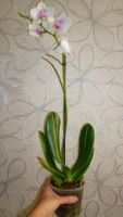 Лот: 4519891. Фото: 5. орхидея фаленопсис Е3(reyk javik...