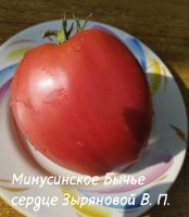 Лот: 20982790. Фото: 2. семена минусинских помидор. Семена, рассада, садовые растения
