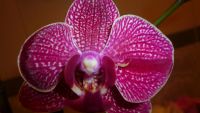 Лот: 5706137. Фото: 2. Орхидея фаленопсис F58*(отцвела... Комнатные растения и уход