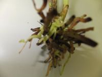 Лот: 6043345. Фото: 3. Орхидея дендробиум нобиле - делёнка... Растения и животные