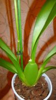 Лот: 6465016. Фото: 5. Орхидея Beallara Eurostar (отцвела...