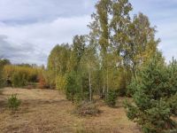 Лот: 17132541. Фото: 4. Ровный земельный участок с лесом... Красноярск