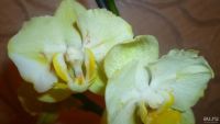 Лот: 7669560. Фото: 2. повторно-орхидея фаленопсис(Multi... Комнатные растения и уход