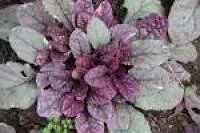 Лот: 4069345. Фото: 2. Живучка пурпурная. Семена, рассада, садовые растения