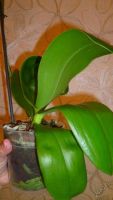 Лот: 5692115. Фото: 6. Орхидея фаленопсис F50(отцвела...