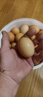 Лот: 19546001. Фото: 3. Яйцо деревенское 10 шт от породистых... Красноярск