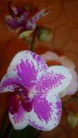 Лот: 6227228. Фото: 5. орхидея фаленопсис(Цветёт)-Phalaenopsis...