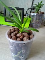 Лот: 20536751. Фото: 4. Японские орхидеи neofinetia falcata. Красноярск